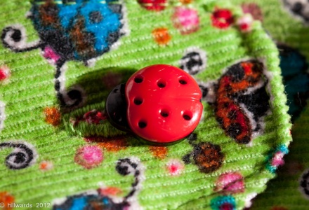 Detail of ladybird button
